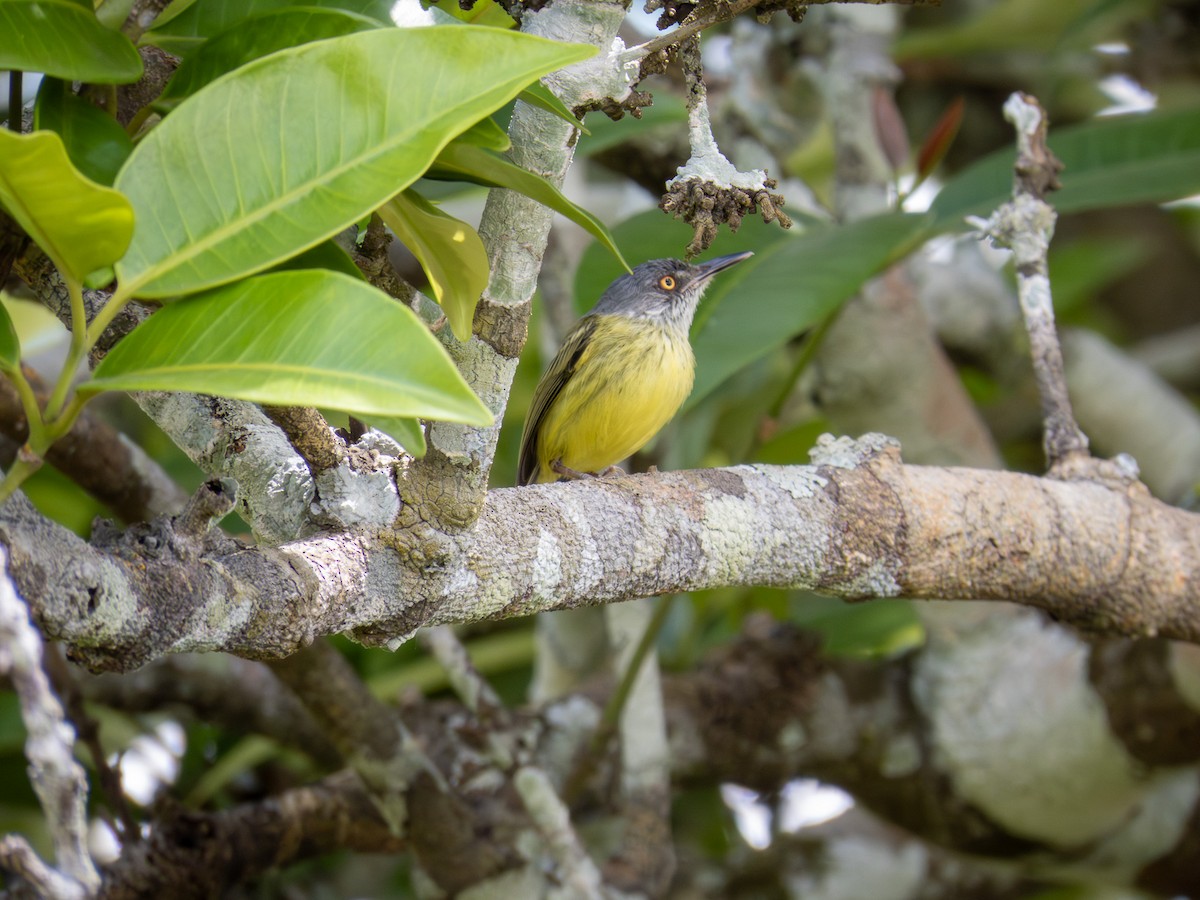 Spotted Tody-Flycatcher - ML646167617