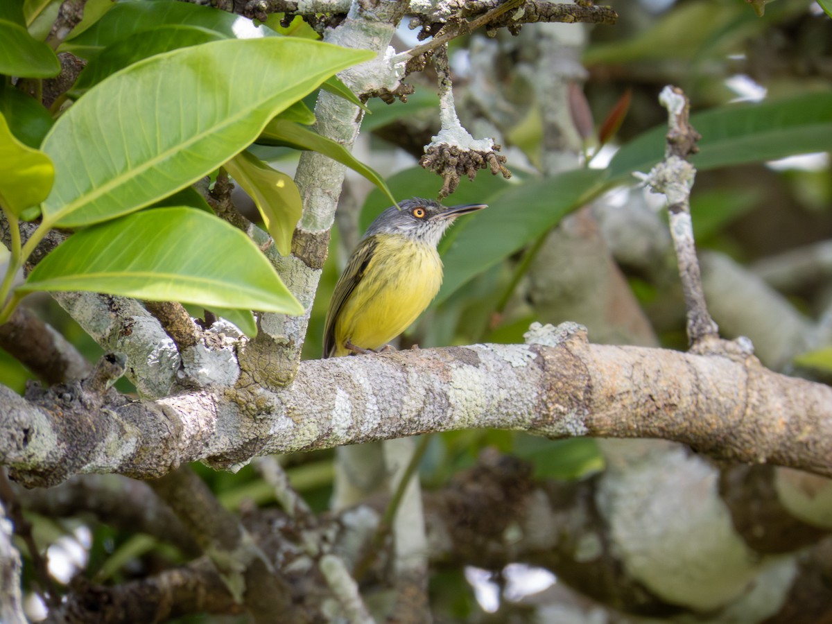 Spotted Tody-Flycatcher - ML646167618