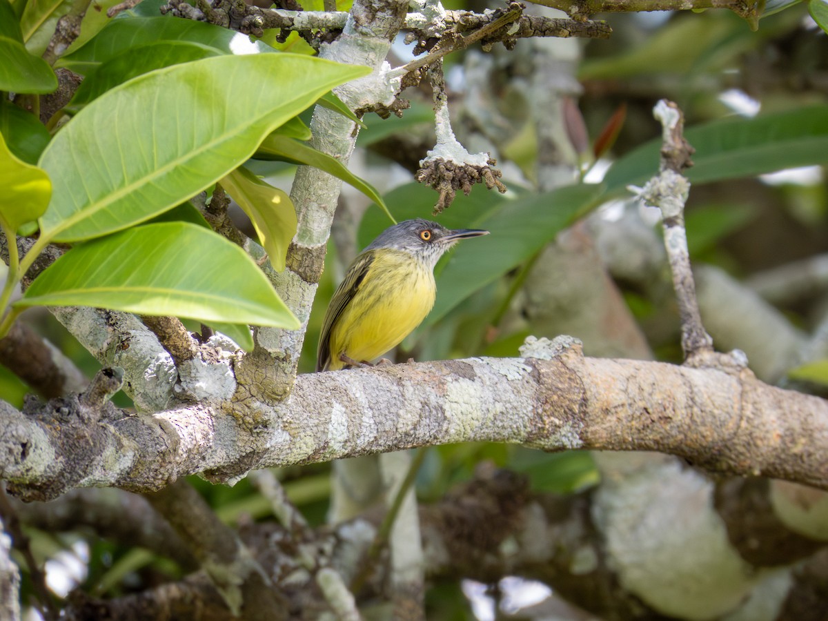 Spotted Tody-Flycatcher - ML646167619