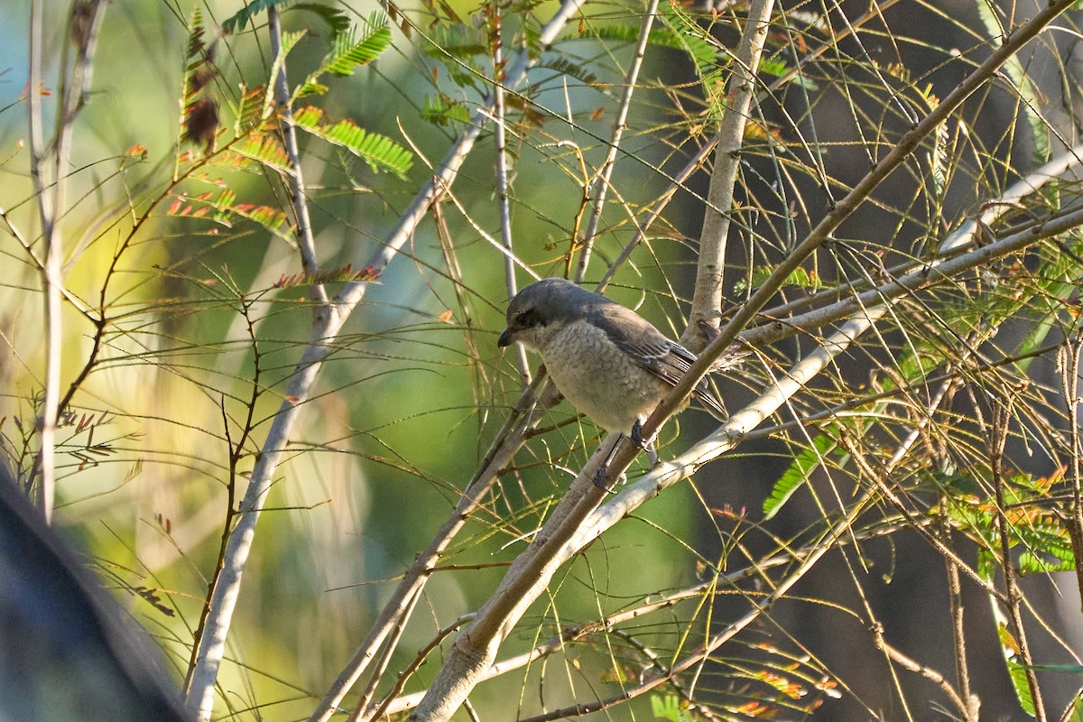 Gray-backed Shrike - ML646167621