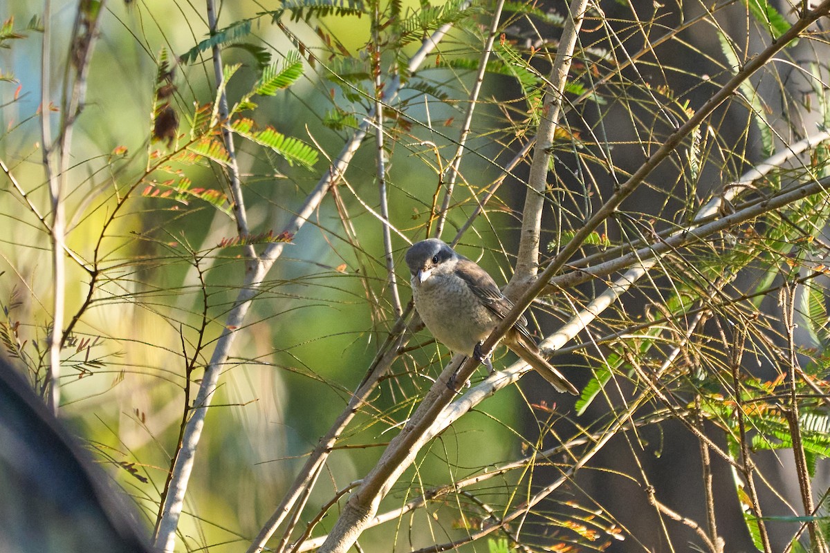 Gray-backed Shrike - ML646167622
