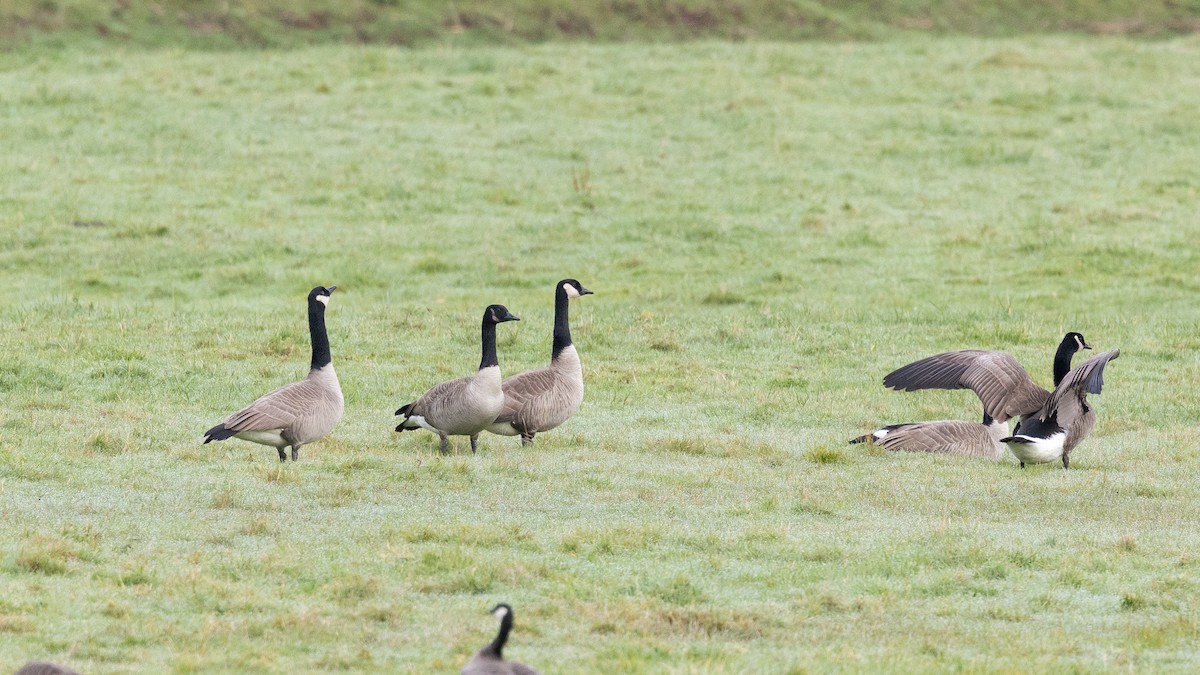 Branta kanadar handia (moffitti/maxima) - ML646167623