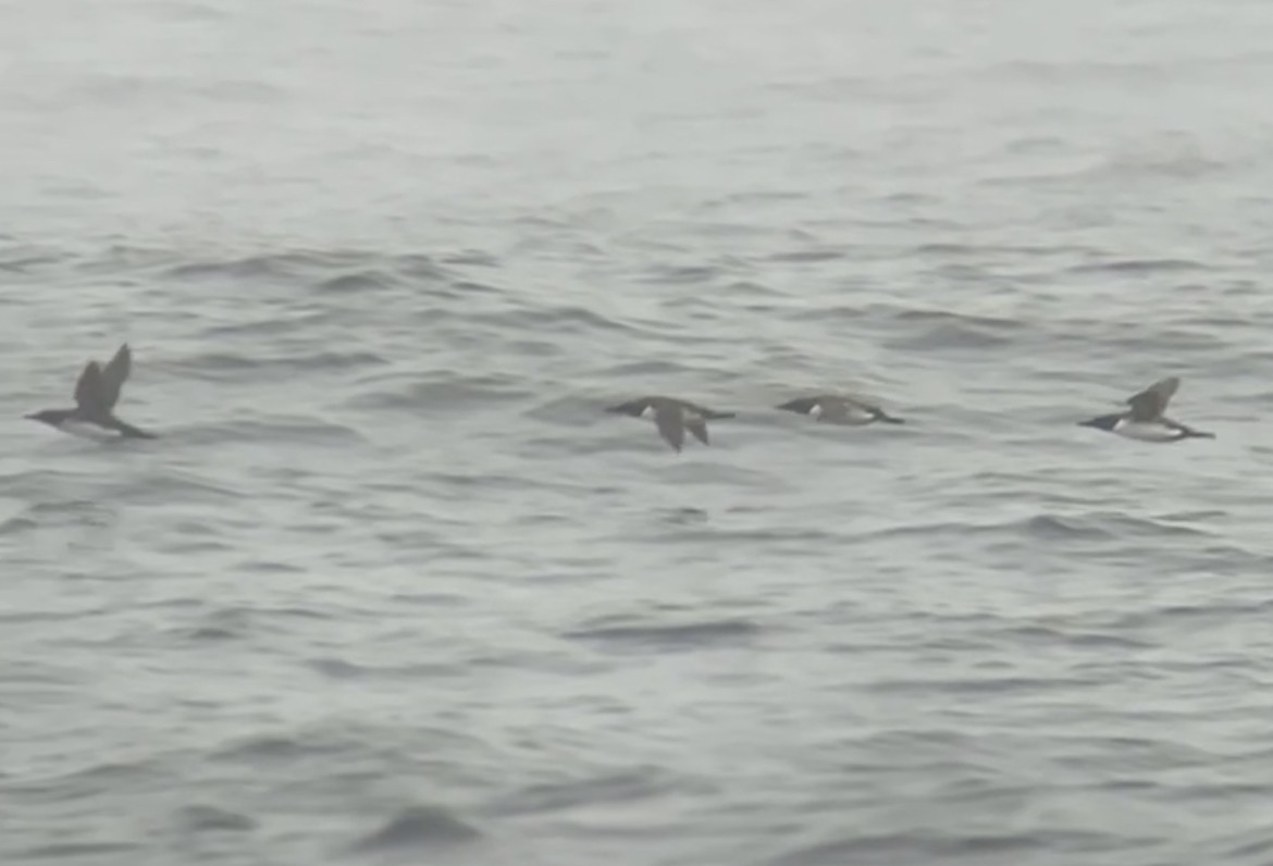 Common Murre - ML646167636