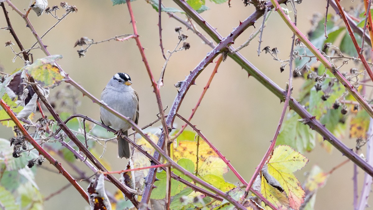strnadec bělopásý (ssp. pugetensis) - ML646167643