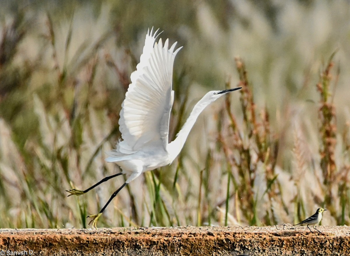 volavka stříbřitá - ML646167659