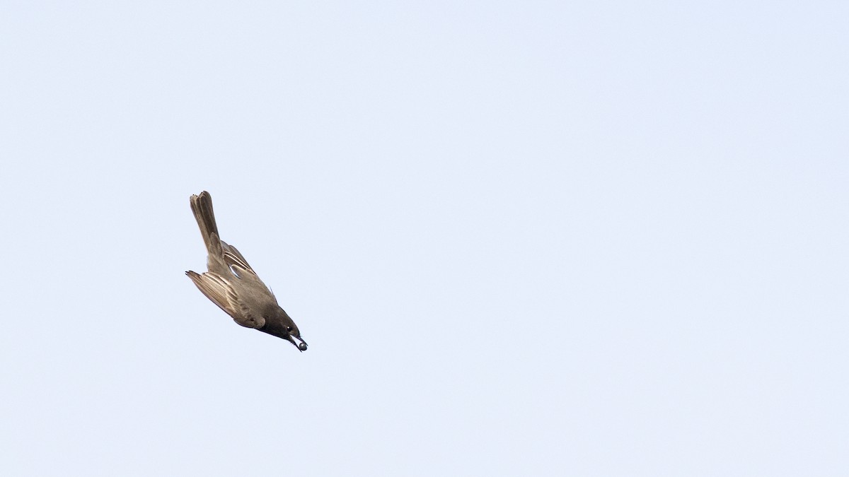 Black Phoebe - ML646167662