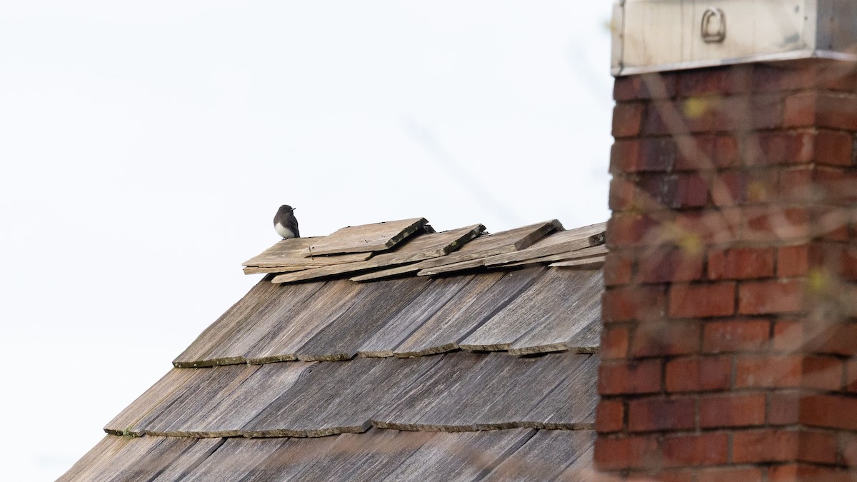 Black Phoebe - ML646167663