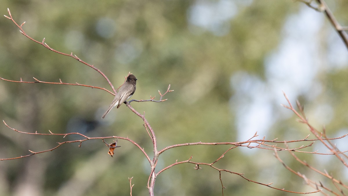 Black Phoebe - ML646167665