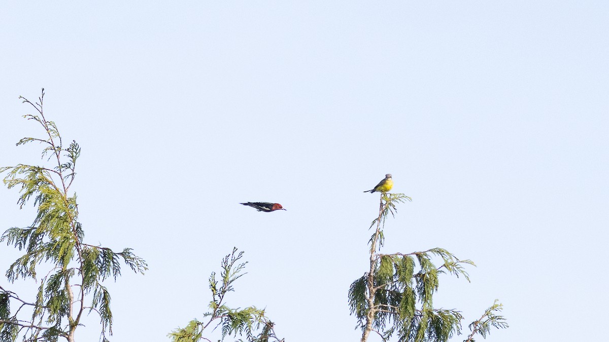 Red-breasted Sapsucker - ML646167672