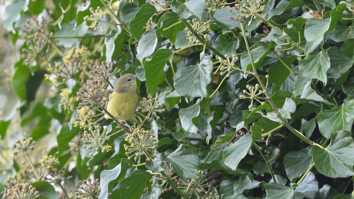 Orange-crowned Warbler (Gray-headed) - ML646167674