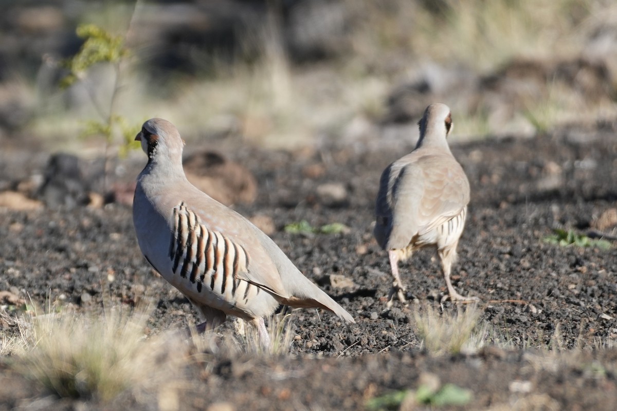 Chukar - ML646167677
