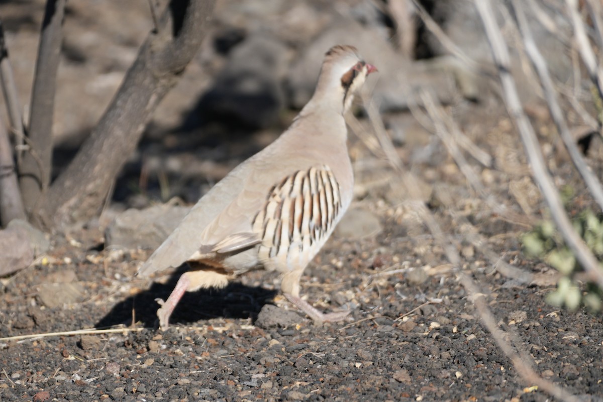 Chukar - ML646167678