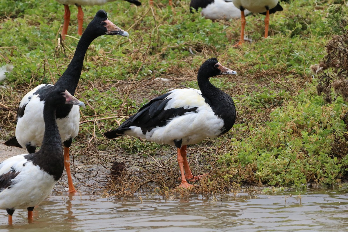 husovec strakatý - ML646167682