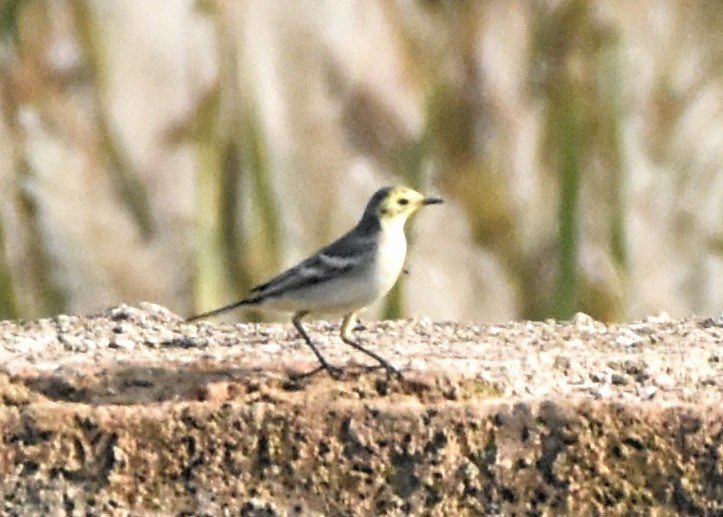 Citrine Wagtail - ML646167684