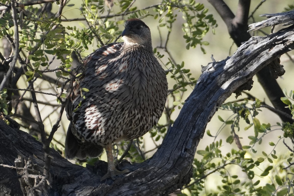 Francolin d'Erckel - ML646167697