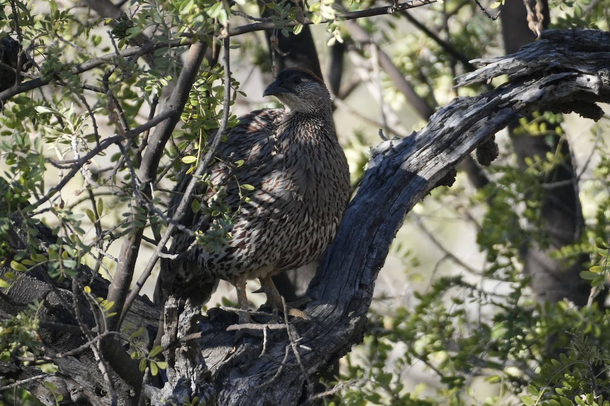 Francolin d'Erckel - ML646167698