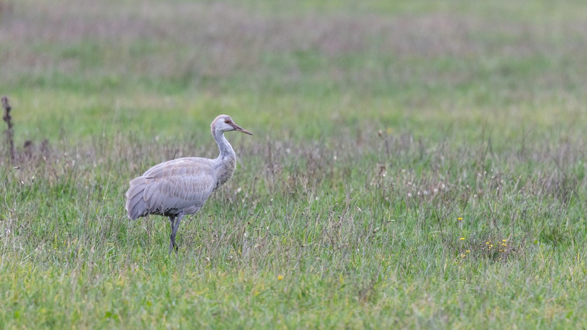 Sandhill Crane - ML646167701