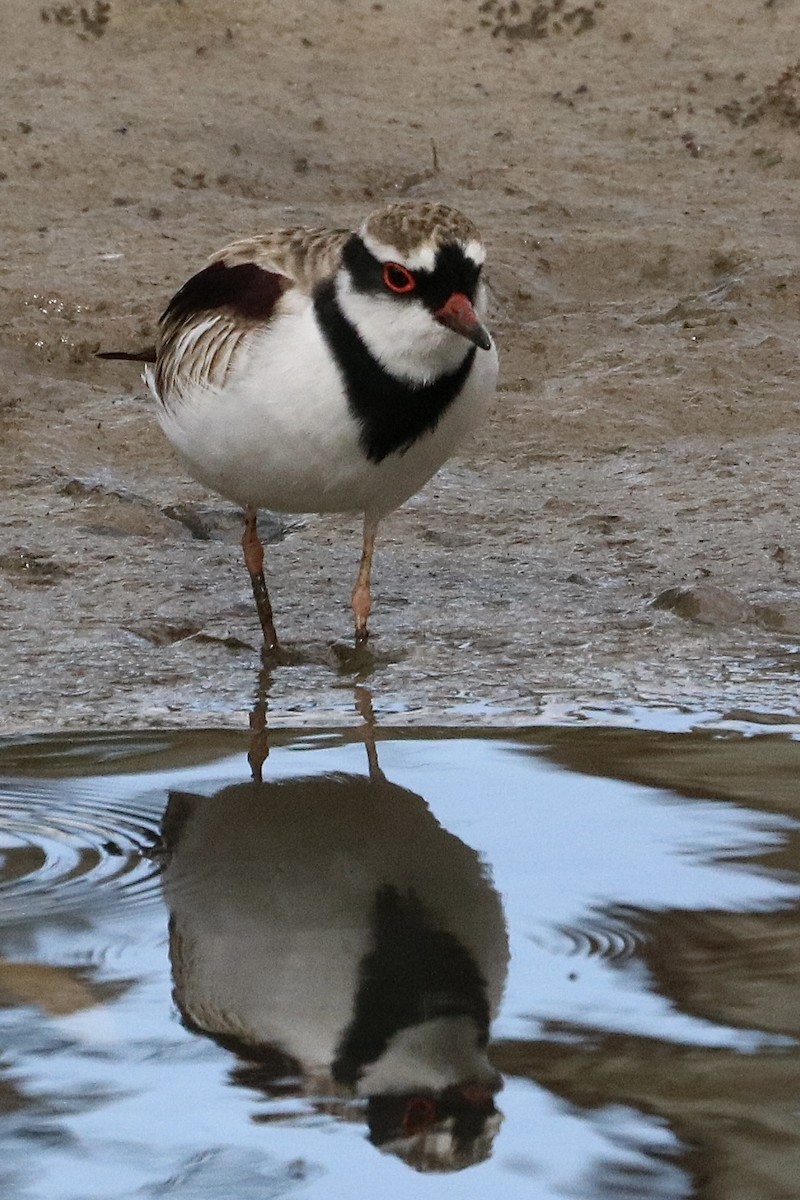 kulík černočelý - ML646167702