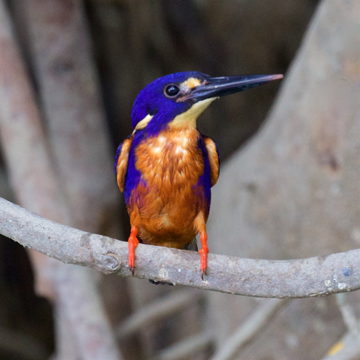 Azure Kingfisher - ML646167703