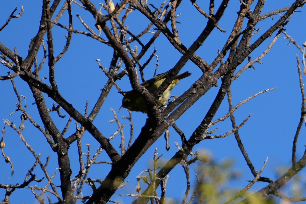 Hawaii Amakihi - ML646167704