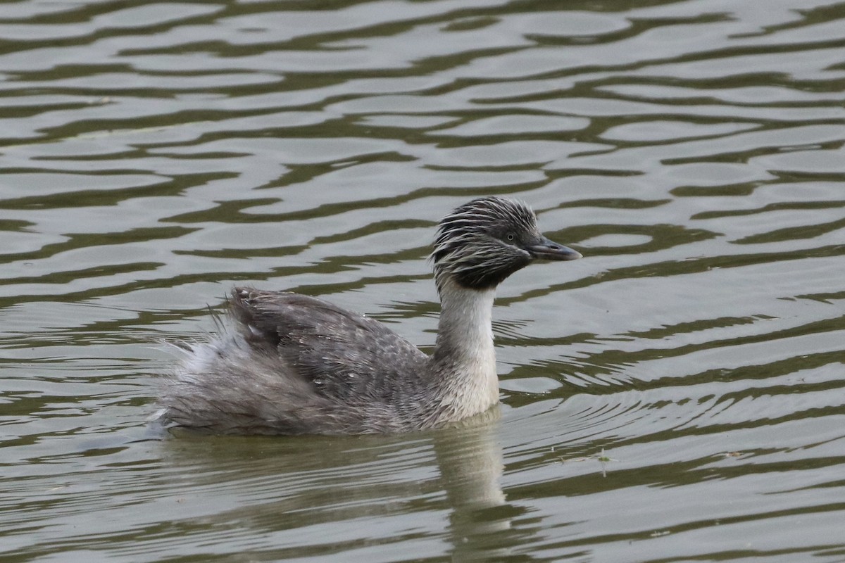 Hoary-headed Grebe - ML646167705