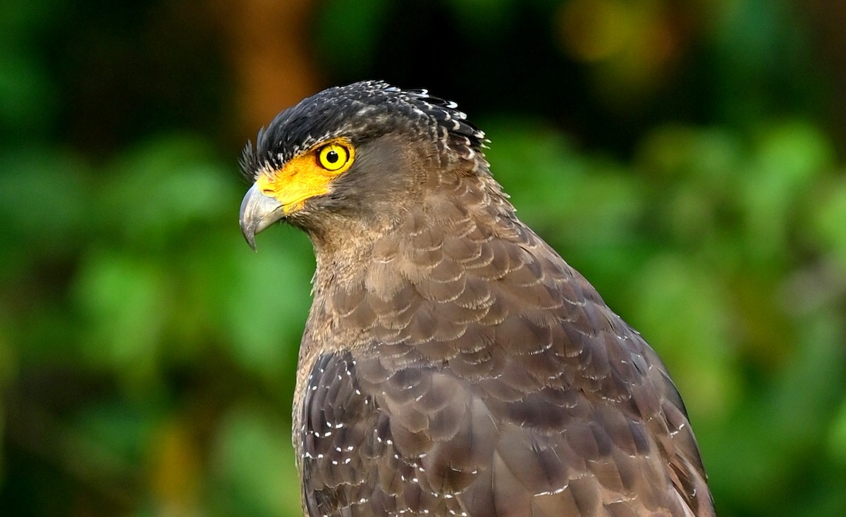 Crested Serpent-Eagle - ML646167706