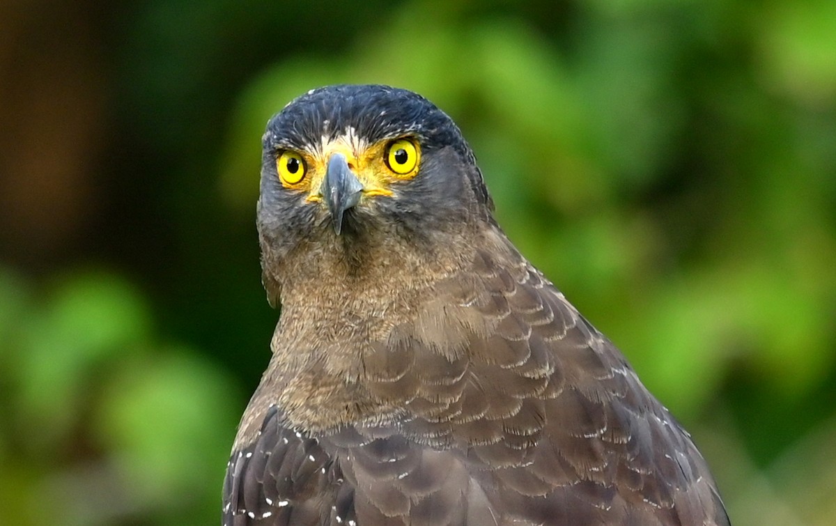 Crested Serpent-Eagle - ML646167707