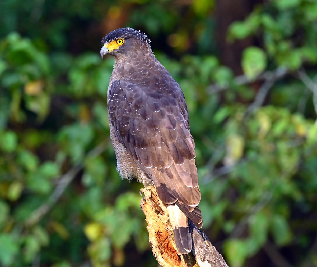 Crested Serpent-Eagle - ML646167708