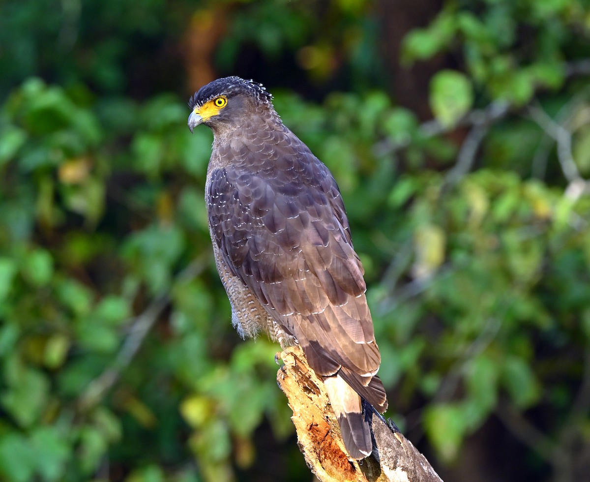 Crested Serpent-Eagle - ML646167709