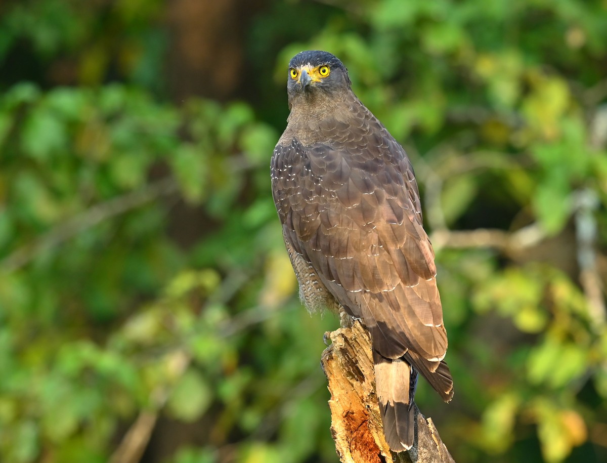 Crested Serpent-Eagle - ML646167710
