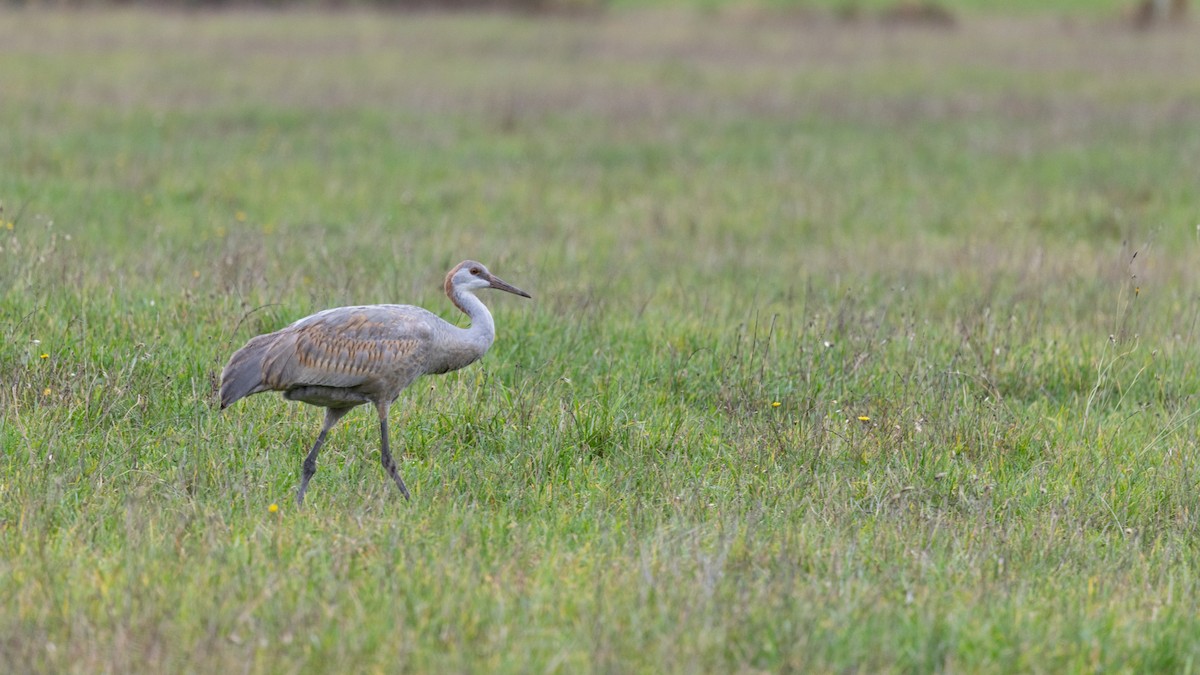 Sandhill Crane - ML646167712