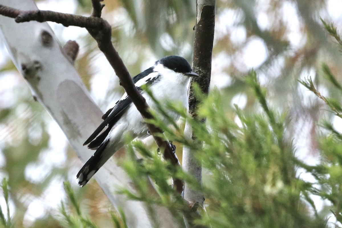 White-winged Triller - ML646167727