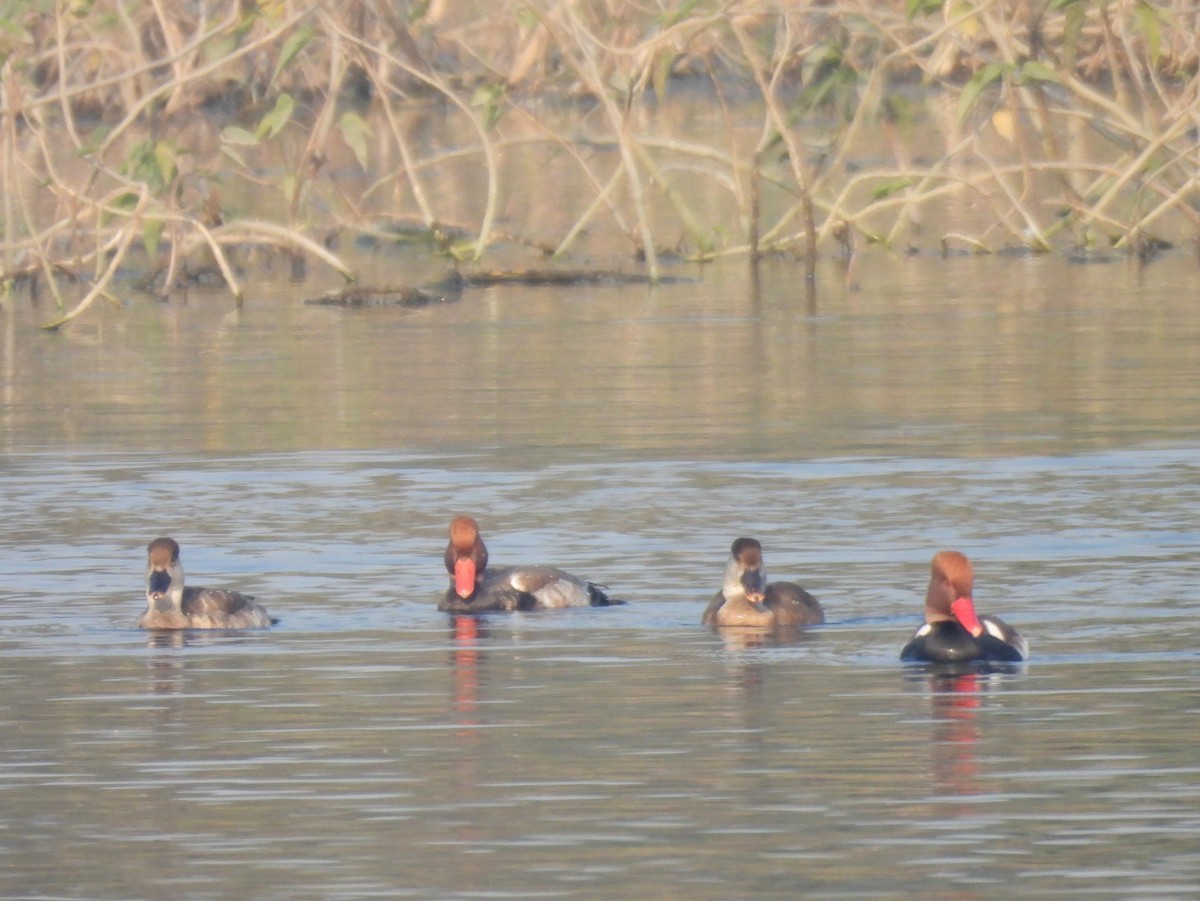 Ahate gorrizta - ML646167730