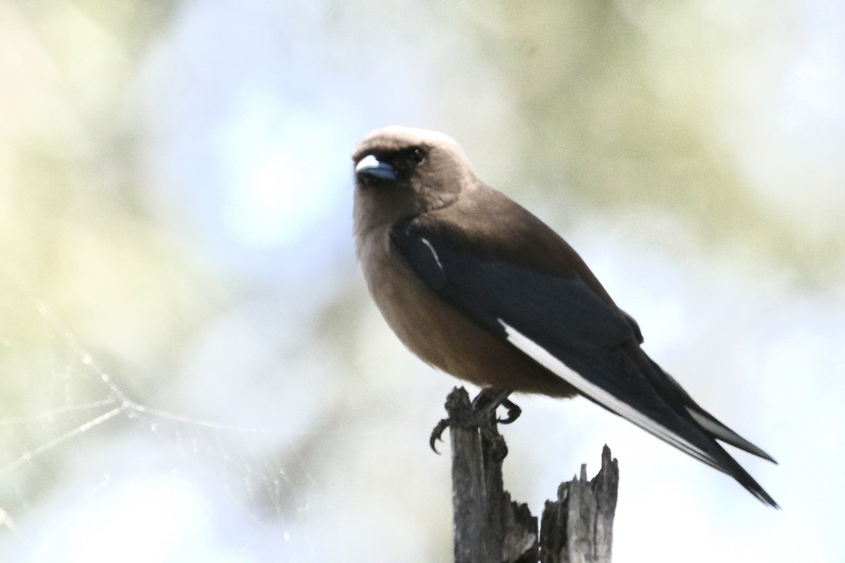 lasolet lesní - ML646167734