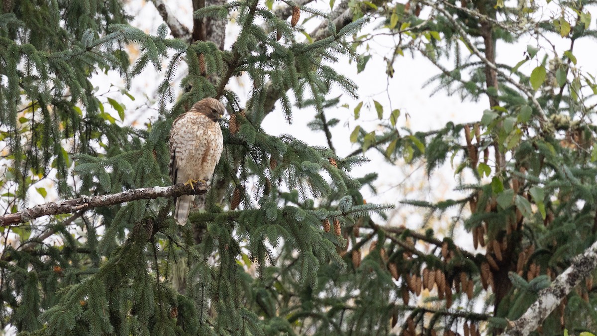 Red-shouldered Hawk - ML646167741