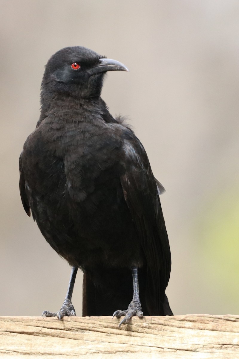 kavčík bělokřídlý - ML646167754