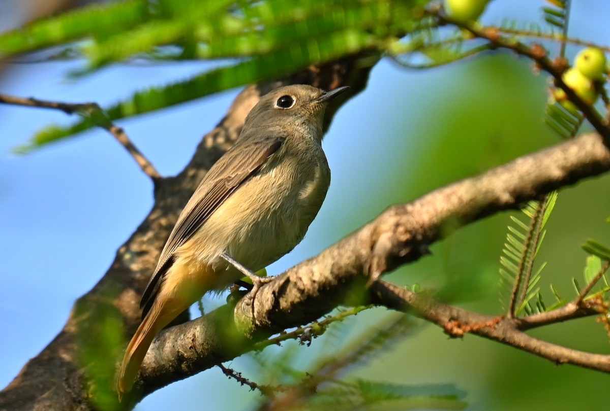 Rusty-tailed Flycatcher - ML646167756