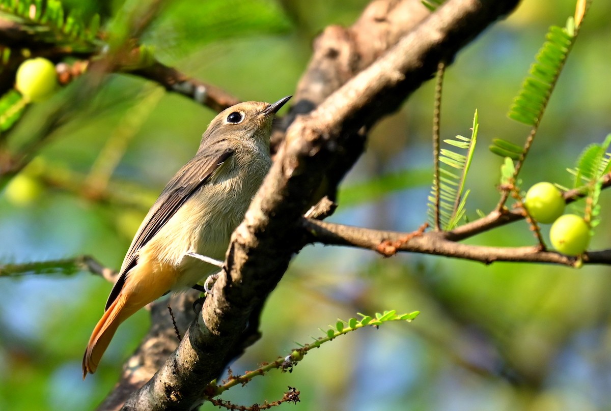 Rusty-tailed Flycatcher - ML646167757