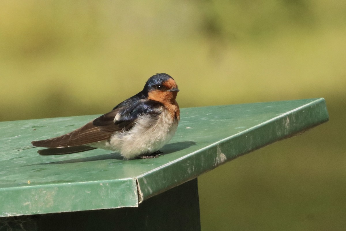 vlaštovka šedobřichá - ML646167761