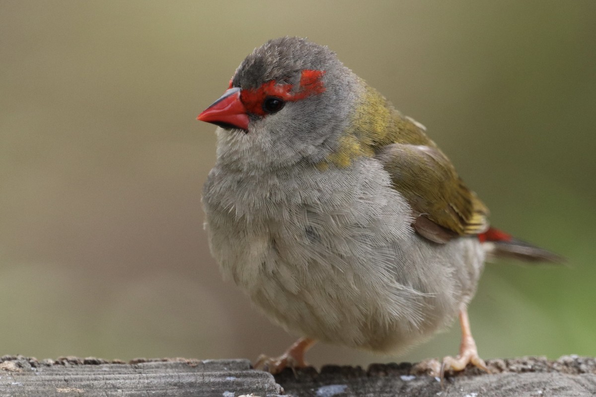 Al Kaşlı Belikınalı - ML646167762