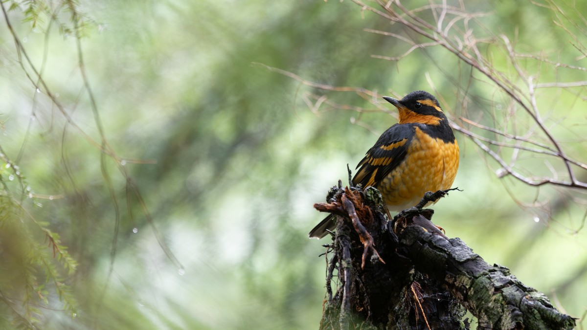Varied Thrush - ML646167763