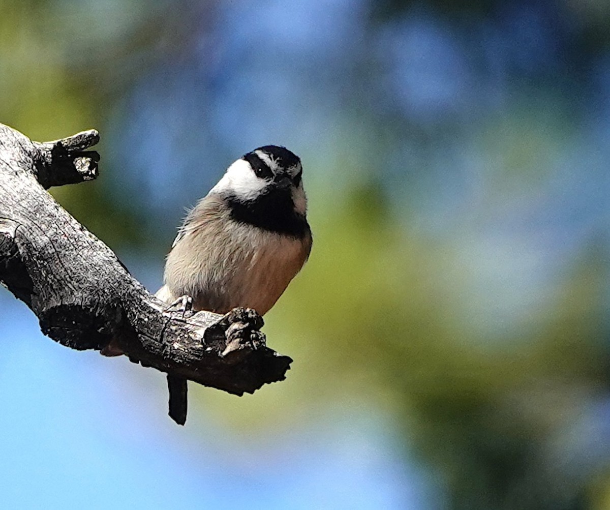 Carbonero Montañés - ML646167764