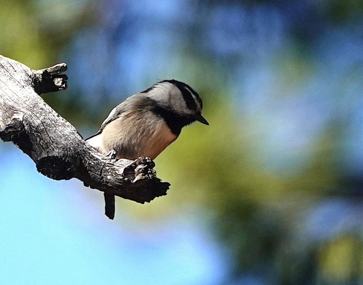 Carbonero Montañés - ML646167765