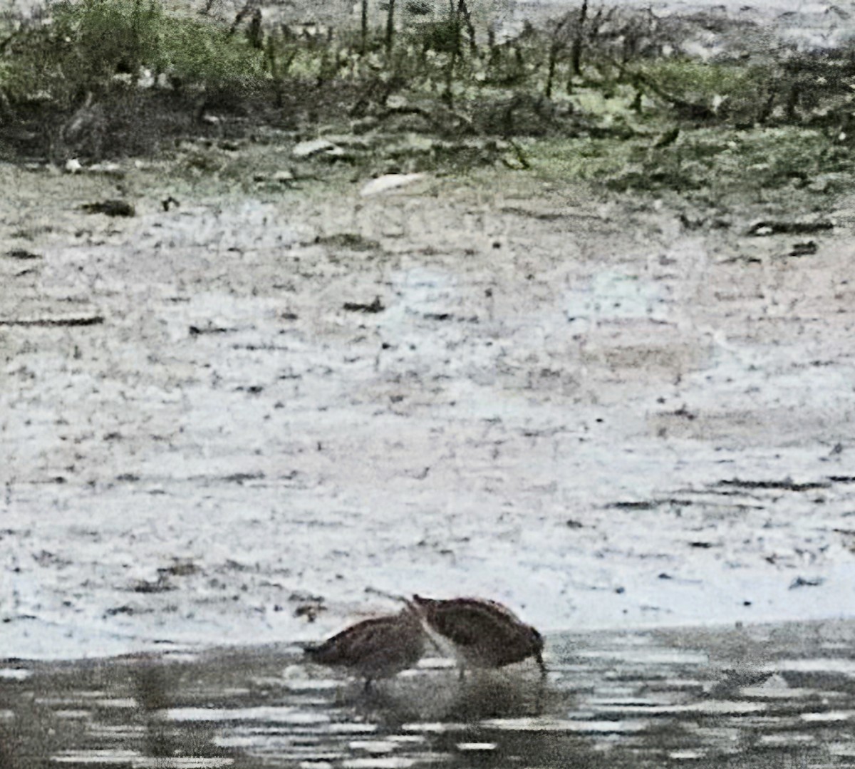 חרטומית ביצות - ML646167766