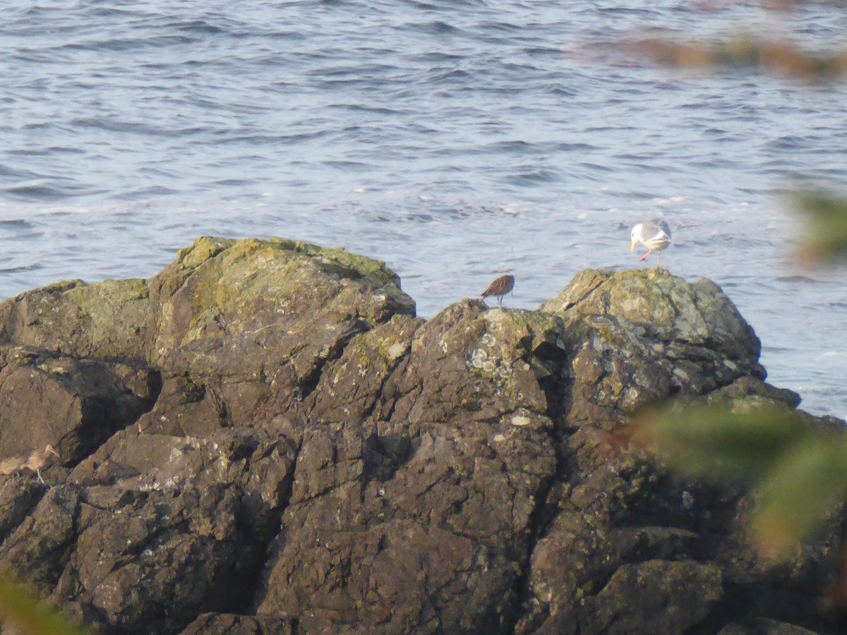 Hudsonian Whimbrel - ML646167767