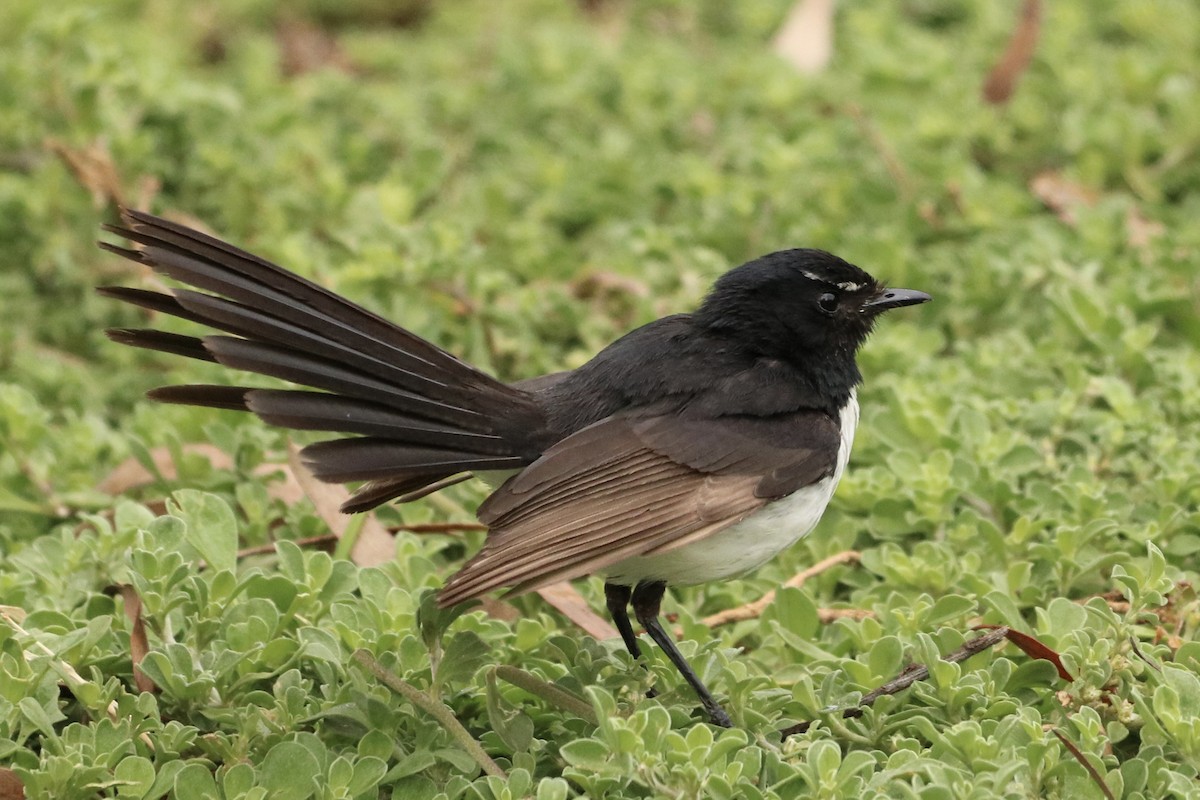 Willie-wagtail - ML646167768