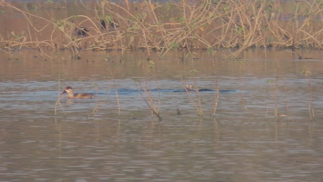 Red-crested Pochard - ML646167773