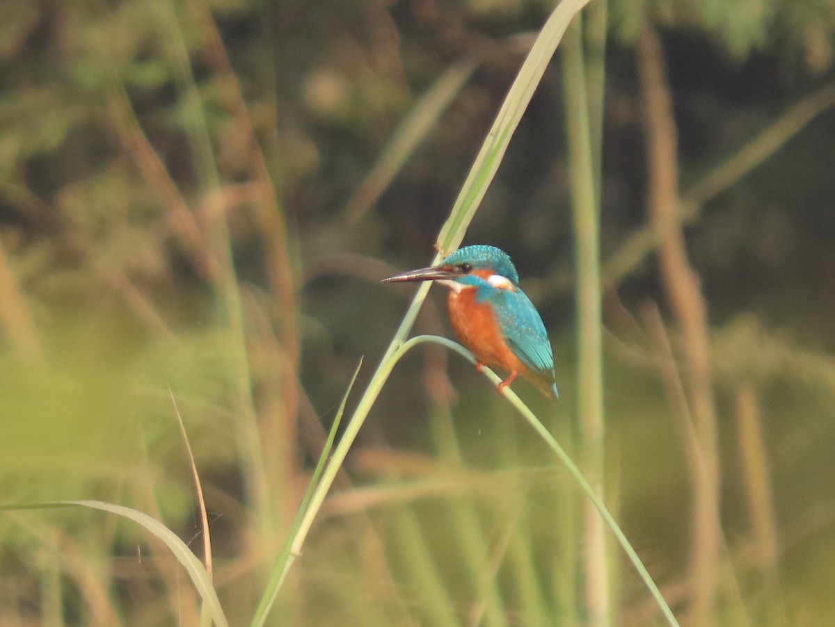 Common Kingfisher - ML646167783