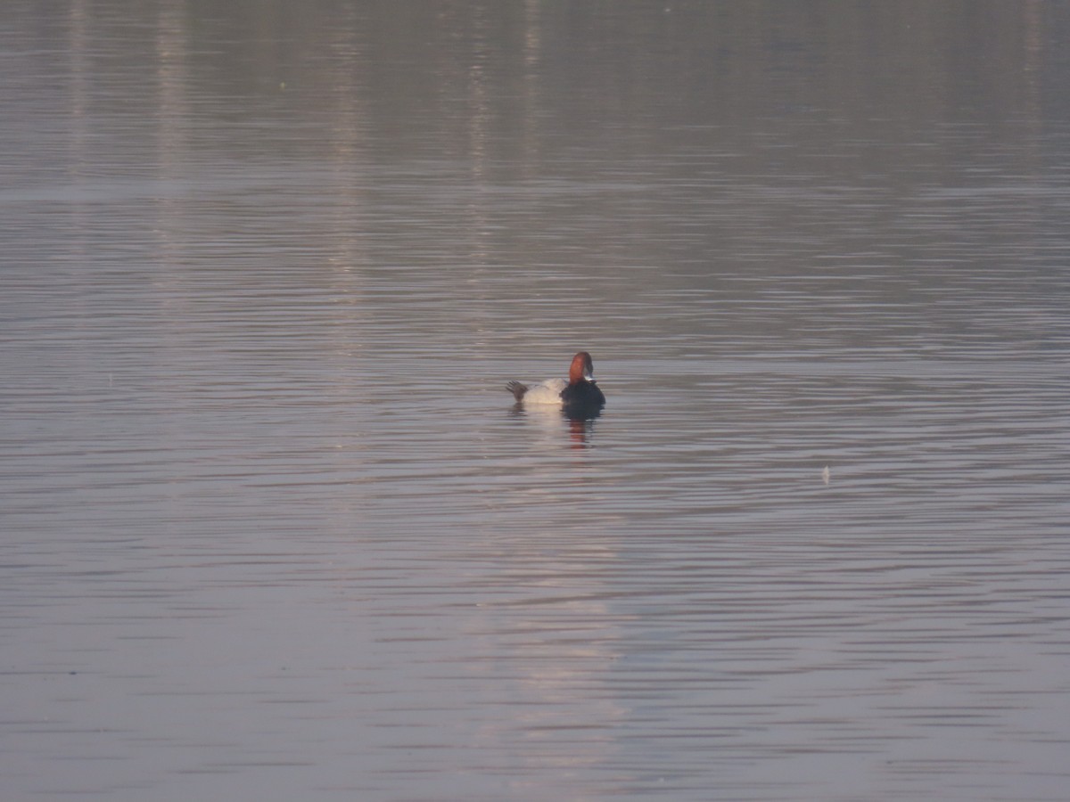 Common Pochard - ML646167798