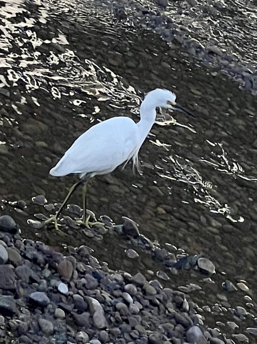 Garceta Nívea - ML646167800